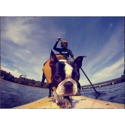 EzyDog Doggy Flotation Device Life Jacket -Pet Dog Supply Store 113953 PT7. AC SS1800 V1538491632