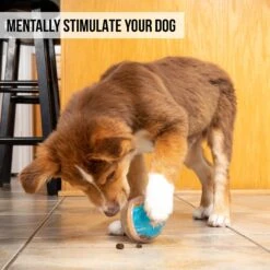 Pet Zone IQ Treat Dispenser Ball Dog Toy -Pet Dog Supply Store 115632 Pt5. AC SS1800 V1583771892