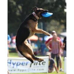 Hyperflite Jawz Disc -Pet Dog Supply Store 140803 PT7. AC SS1800 V1523643106