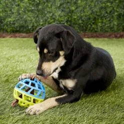 Nerf Dog EXO Treat Dispensing Ball Dog Toy 15 Nerf Dog EXO Treat Dispensing Ball Dog Toy -Pet Dog Supply Store 148523 PT5. AC SS1800 V1531937556