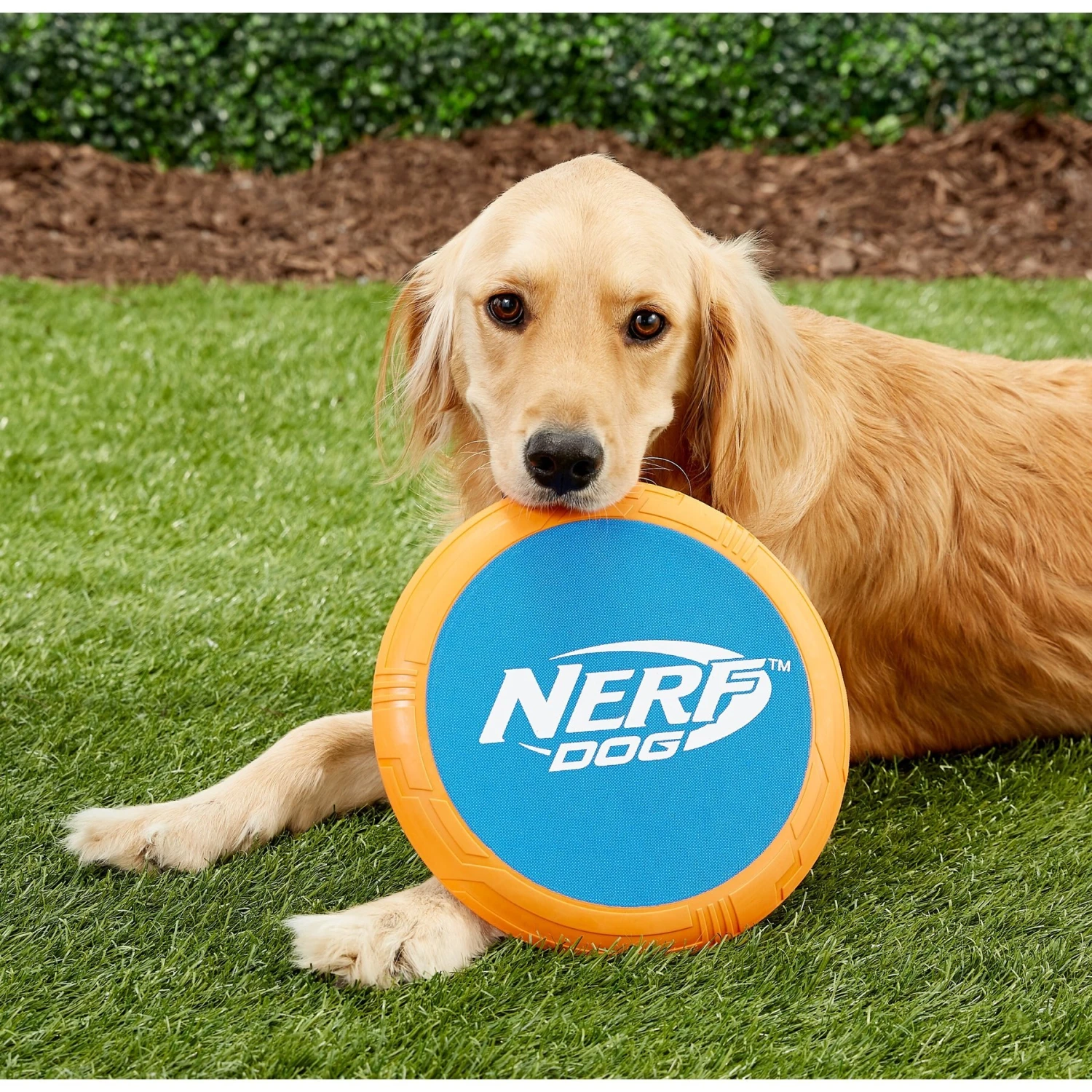 Nerf Dog Flyer Disc Dog Toy 4 Nerf Dog Flyer Disc Dog Toy - Image 2