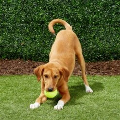 Frisco Fetch Squeaky Tennis Ball Dog Toy -Pet Dog Supply Store 152803 PT6. AC SS1800 V1691776652