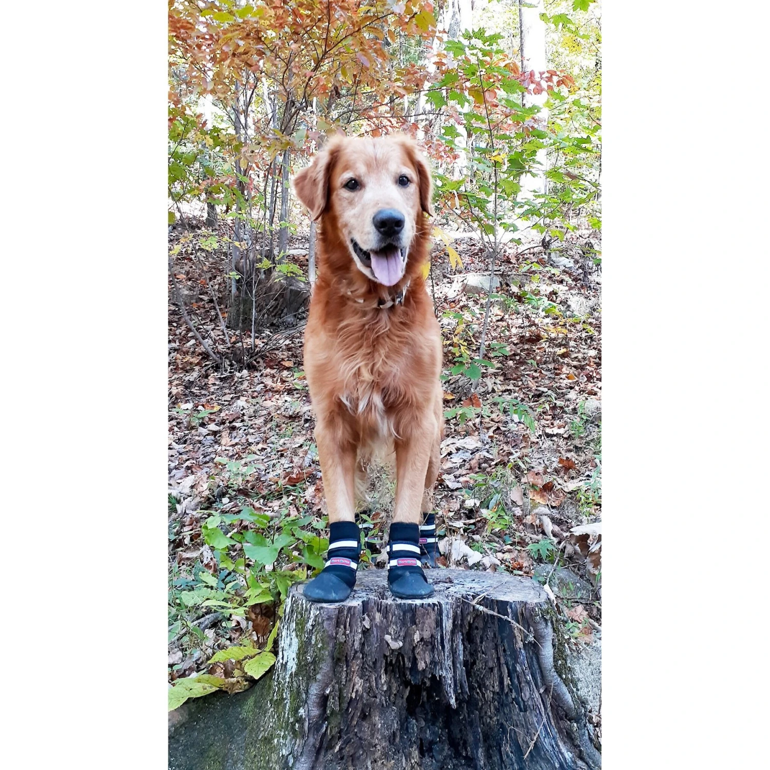 Bark Brite All Weather Reflective Neoprene Dog Boots, 4 Count 8 Bark Brite All Weather Reflective Neoprene Dog Boots, 4 Count - Image 6