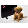Cozy Products Cozy Pet Warmer Radiant Heating Panel 1 Cozy Products Cozy Pet Warmer Radiant Heating Panel -Pet Dog Supply Store 156823 MAIN. AC SS1800 V1667338628
