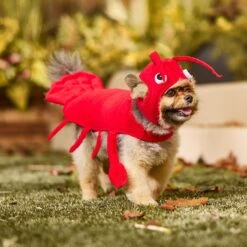 Frisco Red Lobster Dog & Cat Costume 16 Frisco Red Lobster Dog & Cat Costume -Pet Dog Supply Store 158723 PT6. AC SS1800 V1659023888
