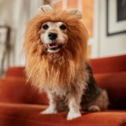 Frisco Lion Mane Dog & Cat Costume 12 Frisco Lion Mane Dog & Cat Costume -Pet Dog Supply Store 158732 PT7. AC SS1800 V1691686202