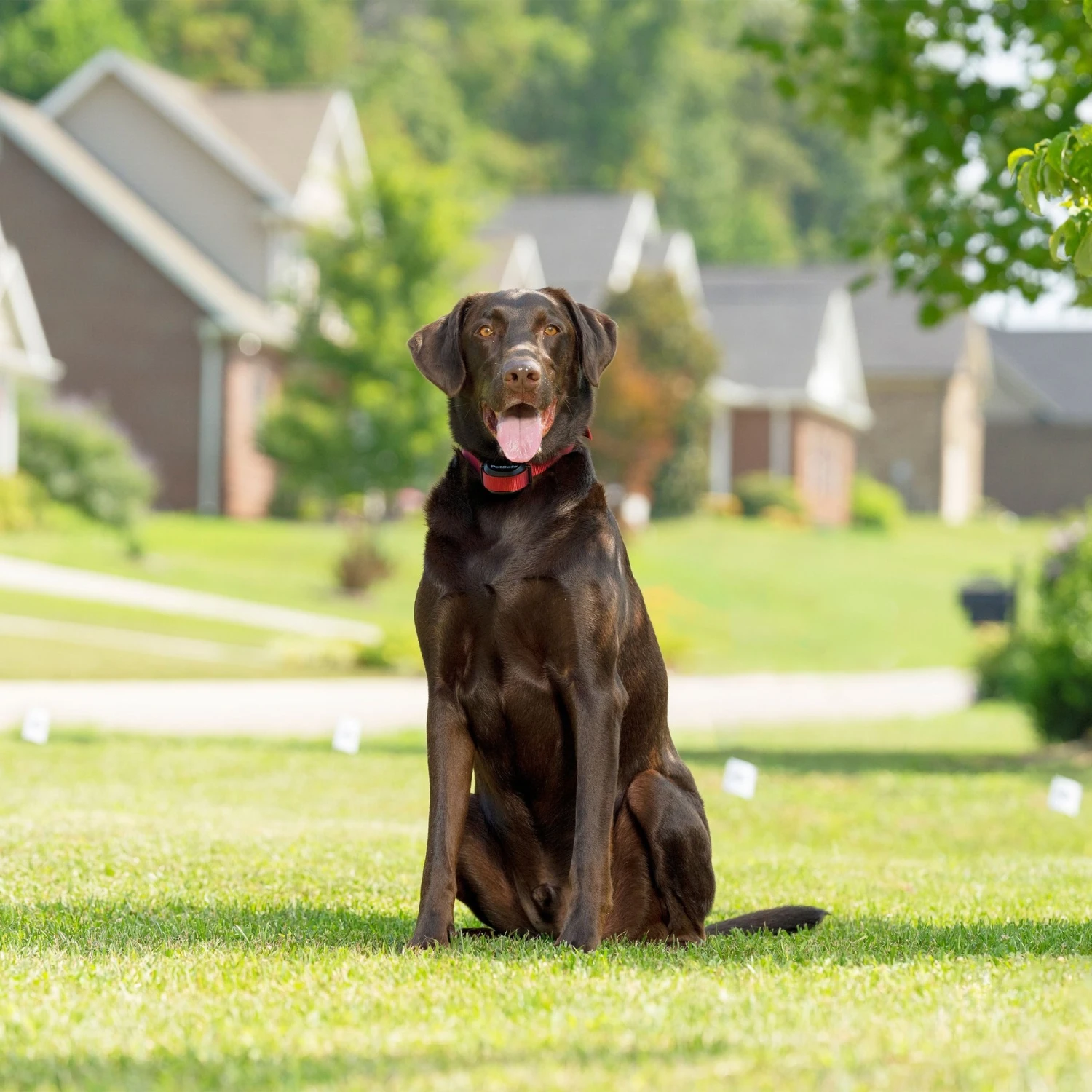 PetSafe Stay & Play Wireless Fence For Stubborn Dogs 10 PetSafe Stay & Play Wireless Fence For Stubborn Dogs - Image 8