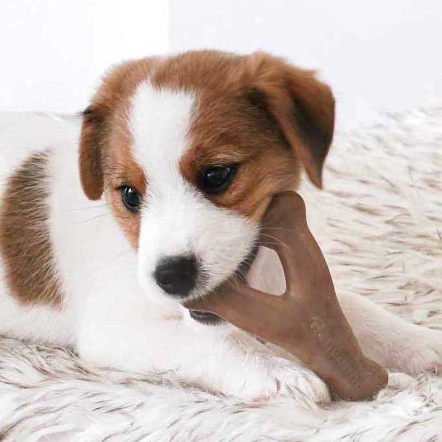 Benebone Bacon Flavor Wishbone Tough Puppy Chew Toy 4 Benebone Bacon Flavor Wishbone Tough Puppy Chew Toy - Image 2