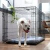 Frisco Fold & Carry Double Door Collapsible Wire Dog Crate & Mat Kit -Pet Dog Supply Store 212633 MAIN. AC SS1800 V1667228755