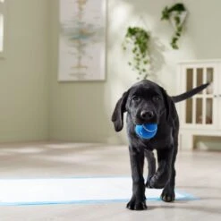 Frisco Premium Extra Large Printed Dog Training & Potty Pads 17 Frisco Premium Extra Large Printed Dog Training & Potty Pads -Pet Dog Supply Store 227468 PT6. AC SS1800 V1674666681