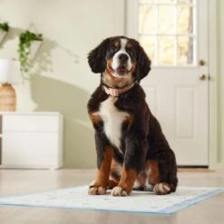 Frisco Premium Giant Printed Dog Training & Potty Pads, 27.5 X 44-in, Unscented -Pet Dog Supply Store 227472 PT6. AC SS1800 V1674663313