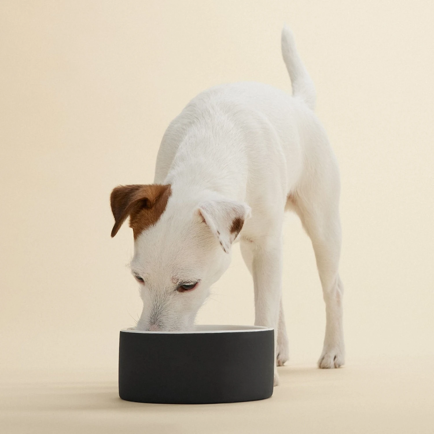 PAIKKA Cooling Ceramic Dog & Cat Bowl 5 PAIKKA Cooling Ceramic Dog & Cat Bowl - Image 3