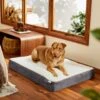 Frisco Orthopedic Pillow Cat & Dog Bed -Pet Dog Supply Store 235036 MAIN. AC SS1800 V1602690401