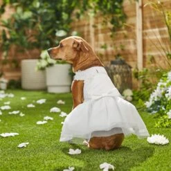 Frisco Formal Dog Wedding Dress -Pet Dog Supply Store 248743 PT7. AC SS1800 V1614118361