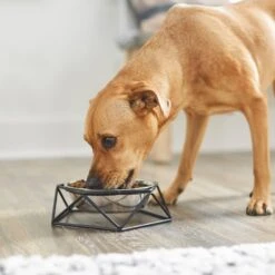 Frisco Elevated Stainless Steel Dog & Cat Bowl With Metal Stand -Pet Dog Supply Store 253055 PT2. AC SS1800 V1616594231