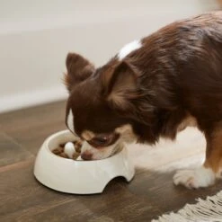 Frisco Melamine Slow Feed Dog & Cat Bowl With Gold Trim -Pet Dog Supply Store 253066 PT2. AC SS1800 V1616597844