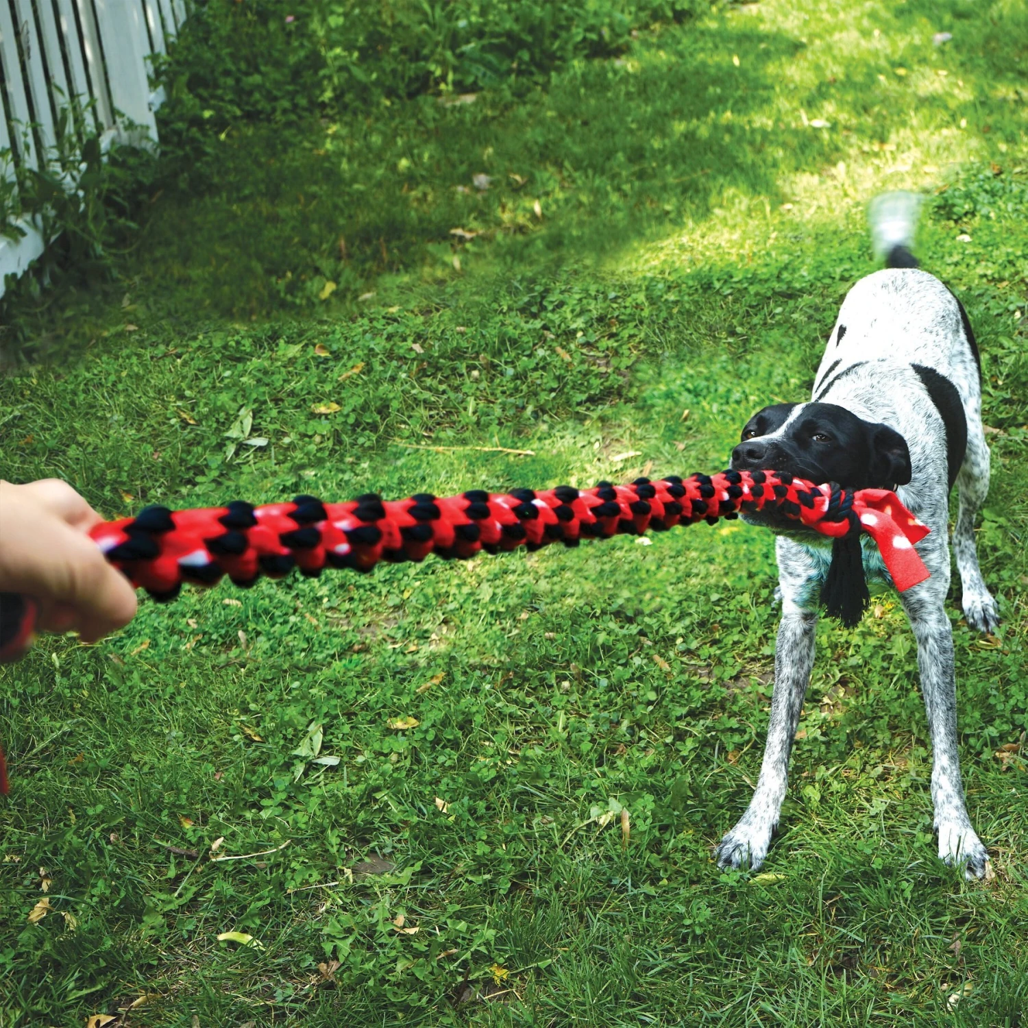 KONG Signature Mega Dual Knot Tug Rope Dog Toy 5 KONG Signature Mega Dual Knot Tug Rope Dog Toy - Image 3
