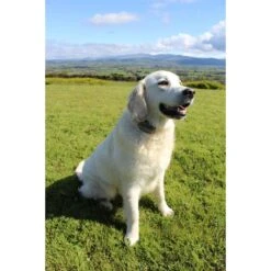 StayFence In-Ground Pet Containment System -Pet Dog Supply Store 270616 PT3. AC SS1800 V1622564885