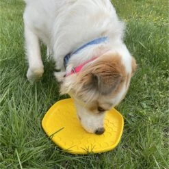 Project Hive Pet Company Frisbee Dog Toy 13 Project Hive Pet Company Frisbee Dog Toy -Pet Dog Supply Store 289448 PT5. AC SS1800 V1620168426