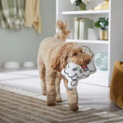 Frisco St. Patrick's Thought Bubble Reversible Plush Squeaky Dog Toy -Pet Dog Supply Store 303134 PT4. AC SS1800 V1702500565