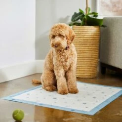 Frisco Fold & Carry Single Door Collapsible Wire Dog Crate & Frisco Premium Extra Large Printed Dog Training & Potty Pads -Pet Dog Supply Store 303438 PT8. AC SS1800 V1623051743