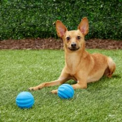 Frisco Neoprene Dog Life Jacket & Frisco Foam Rubber Floating Fetch Ball No Squeak Dog Toy -Pet Dog Supply Store 303480 PT7. AC SS1800 V1623064950