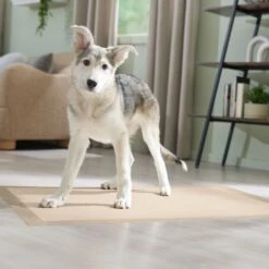 Frisco Giant Eco-Conscious Dog Training & Potty Pads -Pet Dog Supply Store 309794 PT6. AC SS1800 V1674666971