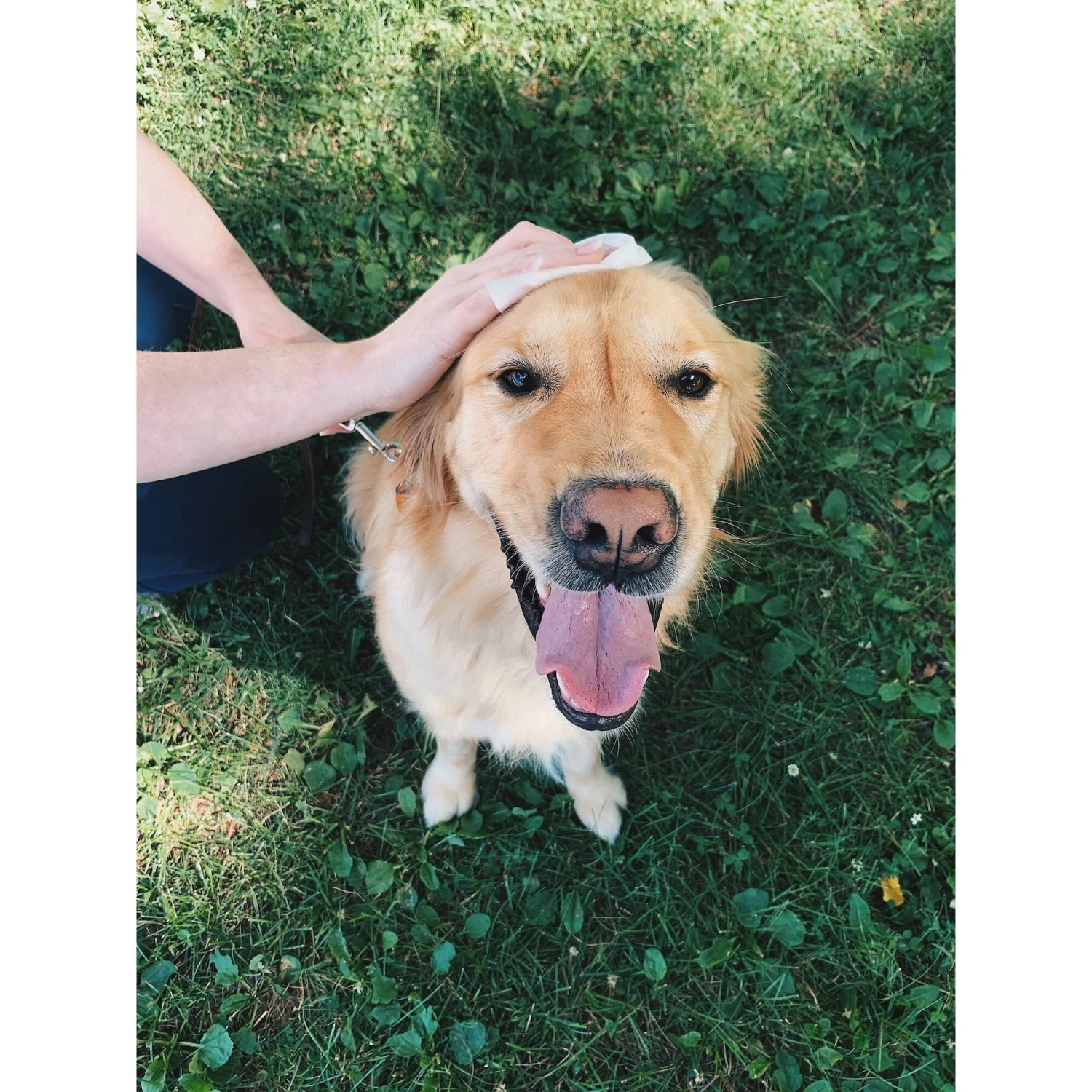 SafePaws Sanitizing & Dog Grooming Travel Caddy Refill Bundle, 20 Count 7 SafePaws Sanitizing & Dog Grooming Travel Caddy Refill Bundle, 20 Count - Image 5