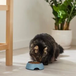 Frisco Coral Design Stainless Steel Dog & Cat Bowl -Pet Dog Supply Store 311972 PT3. AC SS1800 V1642542435