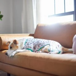 Frisco Rainbow Dog & Cat PJs -Pet Dog Supply Store 312283 PT8. AC SS1800 V1644879887