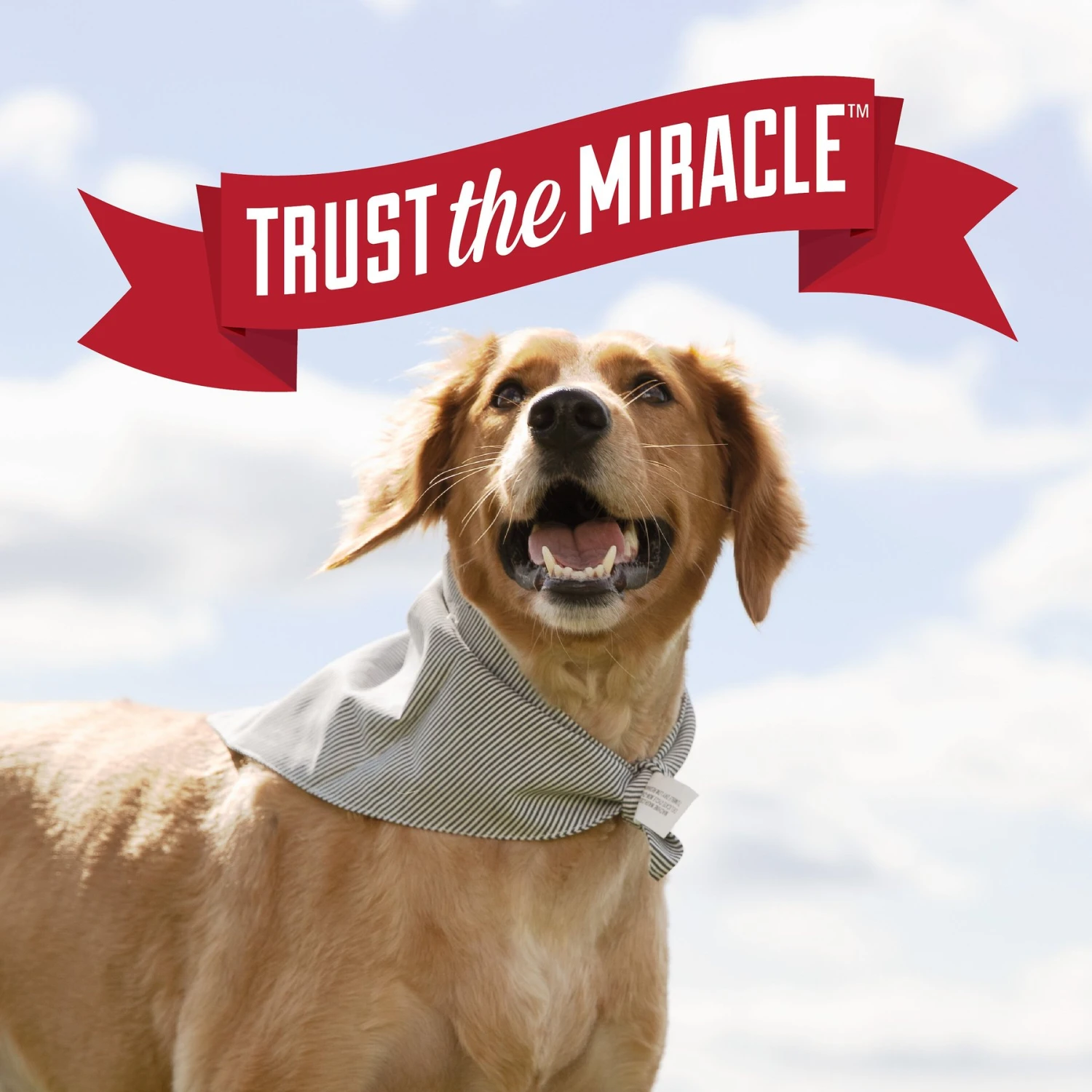 Nature's Miracle Dog Urine Destroyer Plus Enzymatic Formula Stain Remover, 1.3-gal Bottle 9 Nature's Miracle Dog Urine Destroyer Plus Enzymatic Formula Stain Remover, 1.3-gal Bottle - Image 7