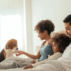 Pet Adobe Carpeted Folding Dog & Cat Steps -Pet Dog Supply Store 314936 PT5. AC SS1800 V1626394291