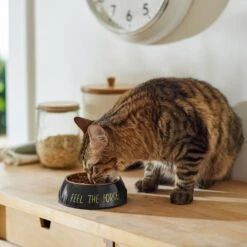 STAR WARS Melamine Stainless Steel Dog & Cat Bowl 14 STAR WARS Melamine Stainless Steel Dog & Cat Bowl -Pet Dog Supply Store 315268 PT3. AC SS1800 V1647282165