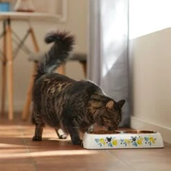 Disney Mickey Mouse Lemon Melamine Stainless Steel Double Dog & Cat Bowl 13 Disney Mickey Mouse Lemon Melamine Stainless Steel Double Dog & Cat Bowl -Pet Dog Supply Store 315299 PT3. AC SS1800 V1647283899