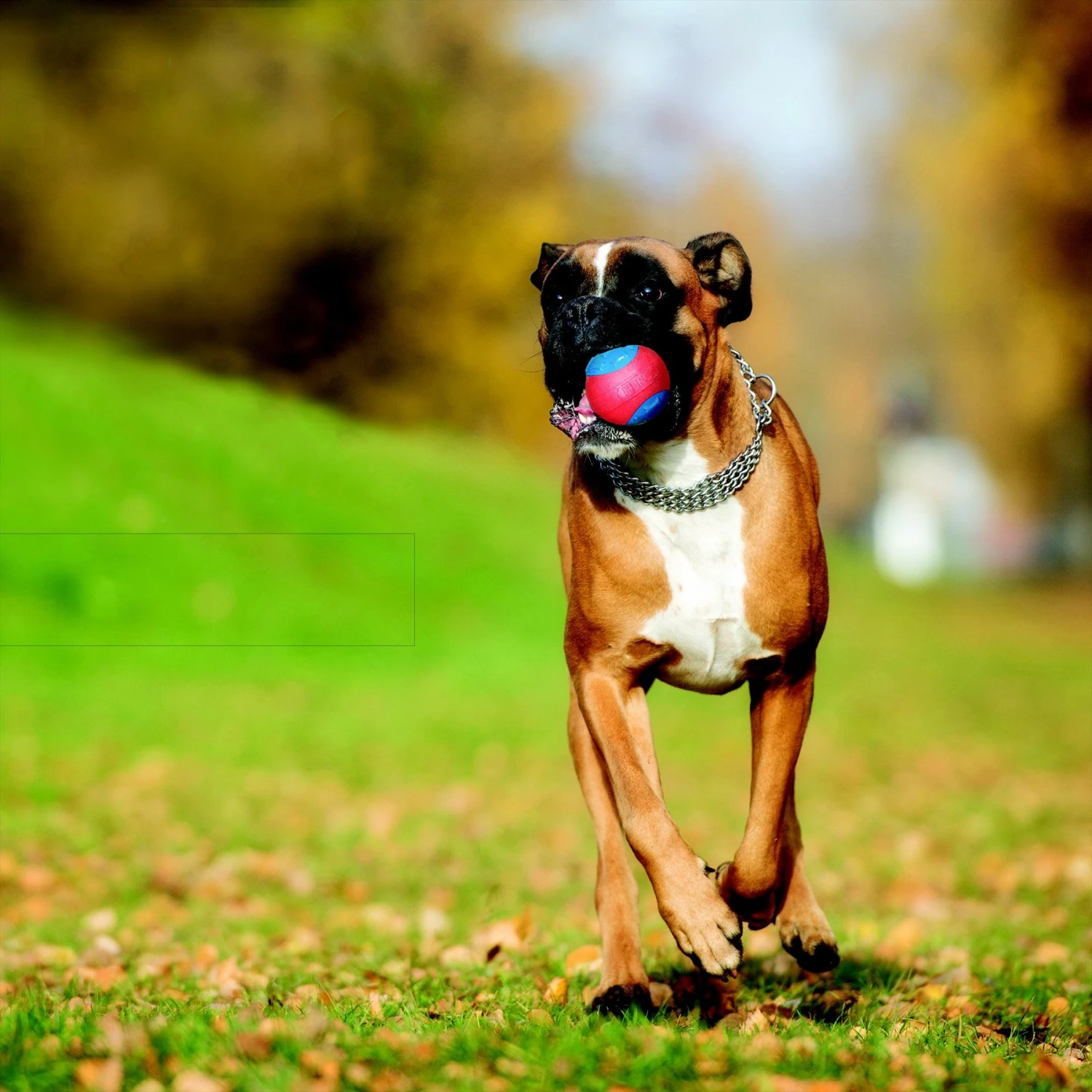 Caitec Outer Armor Ball Dog Toy 5 Caitec Outer Armor Ball Dog Toy - Image 3