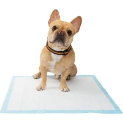 Frisco Training Pad Holder & Frisco Premium Dog Training & Potty Pads -Pet Dog Supply Store 319526 PT8. AC SS1800 V1630628180