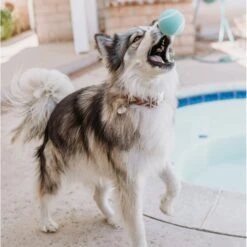 Playology Scented Squeaky Chew Ball Dog Toy & Playology Scented Squeaky Chew Ball Dog Toy -Pet Dog Supply Store 319558 PT8. AC SS1800 V1630625472