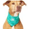 Canada Pooch Wet Reveal Smiley Cooling Dog Bandana
