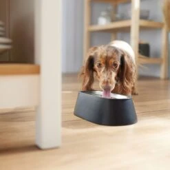 Frisco Long Eared Breed Stainless Steel Dog Bowl, Black, 2 Cup 10 Frisco Long Eared Breed Stainless Steel Dog Bowl, Black, 2 Cup -Pet Dog Supply Store 331530 PT2. AC SS1800 V1657656874