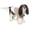 Marvel 's Loki Varient Lightweight Dog & Cat Jacket -Pet Dog Supply Store 335269 MAIN. AC SS1800 V1657656950