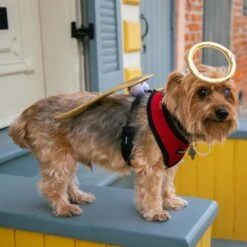 Pet Krewe Angel Wings Gold Dog Costume, One Size -Pet Dog Supply Store 361134 PT5. AC SS1800 V1648073861
