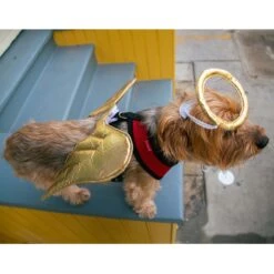 Pet Krewe Angel Wings Gold Dog Costume, One Size -Pet Dog Supply Store 361134 PT6. AC SS1800 V1648074993