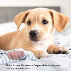 Pet Fit For Life Calming Dog Heartbeat Unit, Red, Small 11 Pet Fit For Life Calming Dog Heartbeat Unit, Red, Small -Pet Dog Supply Store 363335 PT4. AC SS1800 V1642776090