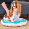 HappyCare Textiles 3D Realistic Donut Print Bolster Dog Bed -Pet Dog Supply Store 366943 MAIN. AC SS1800 V1645647458