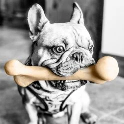 Pet Qwerks Small Holiday Gift Box Dog Toy -Pet Dog Supply Store 369010 PT2. AC SS1800 V1675870593