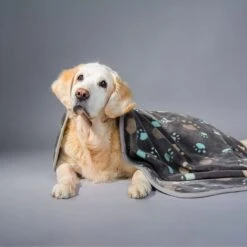 Allisandro Microplush Fleece Polyester Dog & Cat Blanket 12 Allisandro Microplush Fleece Polyester Dog & Cat Blanket -Pet Dog Supply Store 372085 PT2. AC SS1800 V1650014536