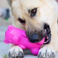 Ruff Dawg Gummy Bear Treat Dispenser Dog Toy, Color Varies 10 Ruff Dawg Gummy Bear Treat Dispenser Dog Toy, Color Varies -Pet Dog Supply Store 53877 PT2. AC SS1800 V1602290161