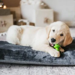 Benebone Multipack Durable Dog Chew Toy, 4 Count 12 Benebone Multipack Durable Dog Chew Toy, 4 Count -Pet Dog Supply Store 571878 PT3. AC SS1800 V1672433007