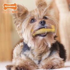 Nylabone FlexiChew Moderate Dog Chew Toys Triple Pack Variety -Pet Dog Supply Store 59243 PT7. AC SS1800 V1685647195