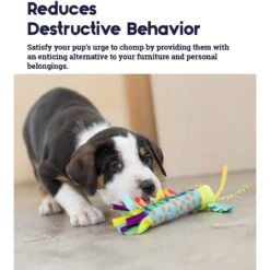 Petstages Cool Teething Stick Tough Dog Chew Toy 12 Petstages Cool Teething Stick Tough Dog Chew Toy -Pet Dog Supply Store 61991 PT3. AC SS1800 V1636504899